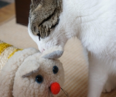 ネコ写真