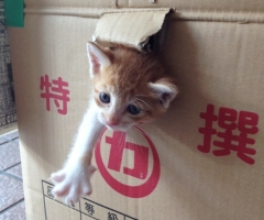 ネコ写真