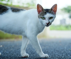 ネコ写真