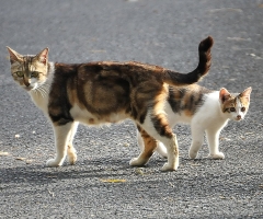 ネコ写真