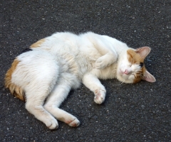 ネコ写真