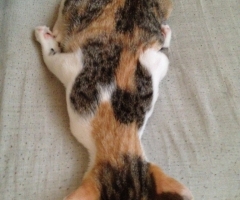 ネコ写真