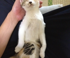 ネコ写真