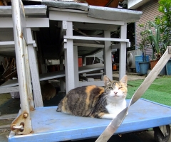 ネコ写真