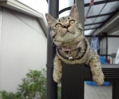 ネコ写真