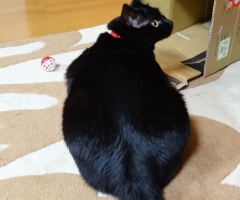 ネコ写真