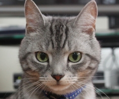 ネコ写真