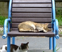 ネコ写真