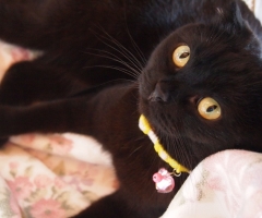 ネコ写真