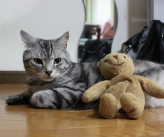 ネコ写真