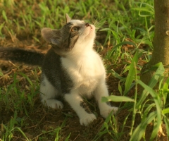 ネコ写真