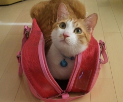 ネコ写真