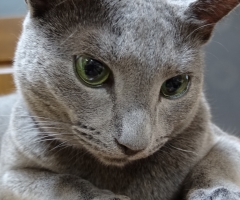ネコ写真