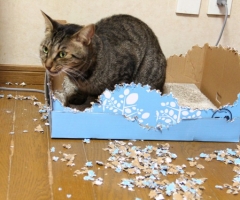 ネコ写真