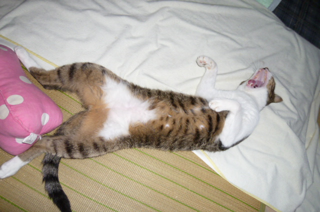 猫としての自覚は ナシ かわいい猫写真 猫画像の投稿サイト ネコジルシ