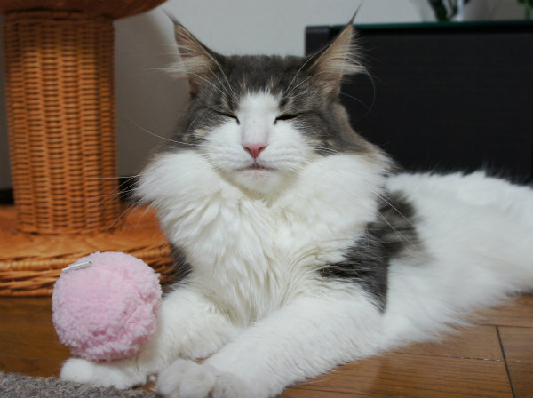 胸毛が・・・。 - かわいい猫写真u0026猫画像の投稿サイト - ネコジルシ