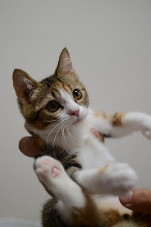 観月の可愛さは異常 かわいい猫写真 猫画像の投稿サイト ネコジルシ