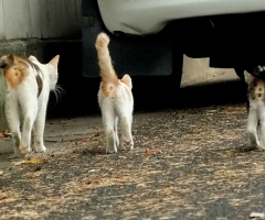 ネコ写真
