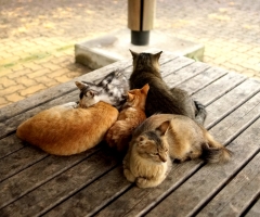 ネコ写真