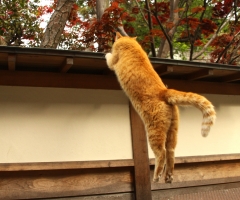 猫写真
