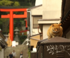ネコ写真