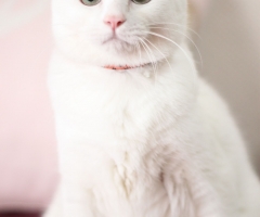猫写真