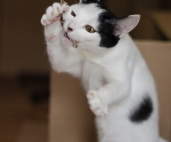ネコ写真