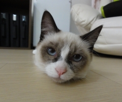 ネコ写真