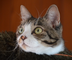 ネコ写真
