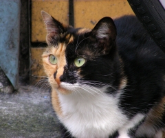 ネコ写真