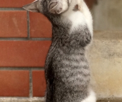 ネコ写真