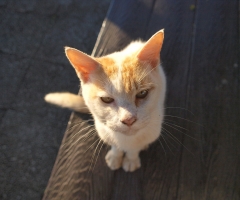 ネコ写真