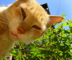 ネコ写真
