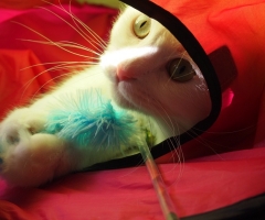ネコ写真