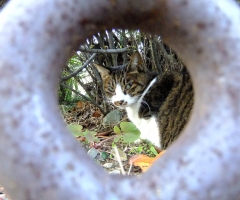 ネコ写真