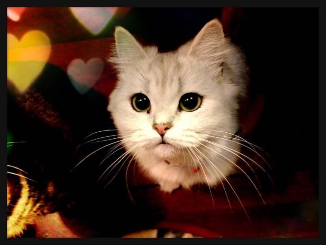 カリン様の仙豆待ち かわいい猫写真 猫画像の投稿サイト ネコジルシ