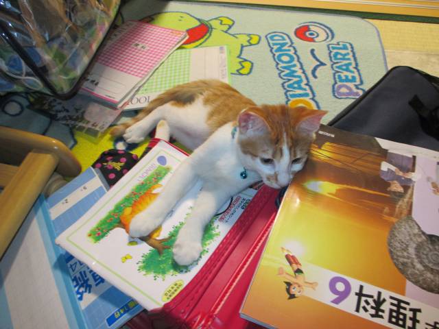 しょぼくれる かわいい猫写真 猫画像の投稿サイト ネコジルシ