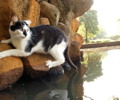 猫写真