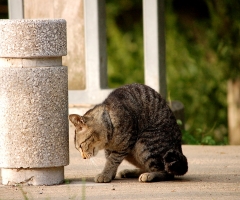 猫写真