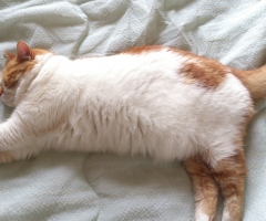 猫写真