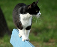 猫写真