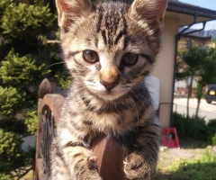 猫写真