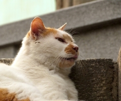 猫写真