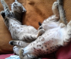 猫写真