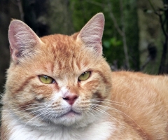 猫写真