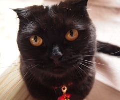 猫写真