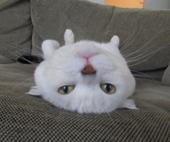 ネコ写真
