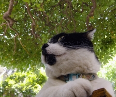 ネコ写真