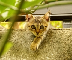 ネコ写真