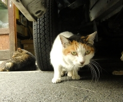 ネコ写真
